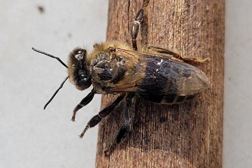 Réf. 317 750 : Apis mellifera
